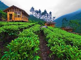 Untuk dapat menemukan lokasi kawasan agrowisata gunung mas ini sebenarnya tak terlalu sulit, mengingat posisi atau letaknya berada di awal deretan perkebunan teh di puncak kalau. 33 Extraordinary Things To Do In Bogor Puncak You Never Knew Existed