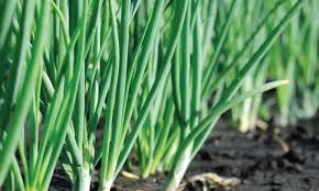 Daun bawang dikenal sebagai tanaman yang membutuhkan banyak air. Budidaya Daun Bawang Kampustani Com