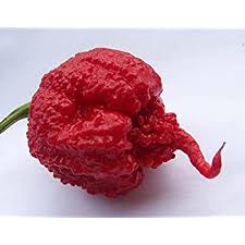 My partner, jesse, started our carolina reaper plants. Carolina Reaper Pepper Plant Start Victory Gardeners