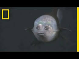 The Worlds Strangest Rarest Animals Deep Sea Creatures Incredible Creatures Rare Fish