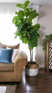 How fast does a fiddle leaf fig tree grow? How To Care For A Fiddle Leaf Fig Tree Hawthorne And Main