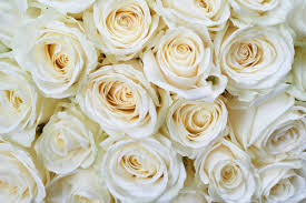 La purezza del bianco il bianco è il colore di molti splendidi fiori: Il Significato Dei Fiori Bianchi Blog Floraqueen It