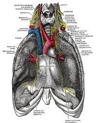 Diaphragm Pacing Wikipedia