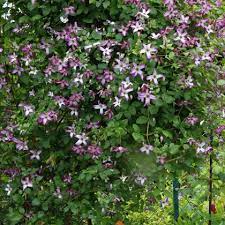 Maybe you would like to learn more about one of these? Clematis Viticella Minuet Friedrich M Westphal Clematiskulturen