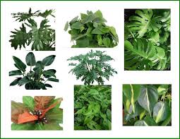 Jom semak artikel untuk mengetahui 7 pokok hiasan dalam rumah tersebut! Tumbuhan Hiasan Yang Sebenarnya Berbahaya Sentiasa Panas