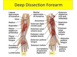 This page is about arm muscles and tendons diagram,contains sharing. Ppt Muscles Of The Forearm Powerpoint Presentation Free Download Id 2927215
