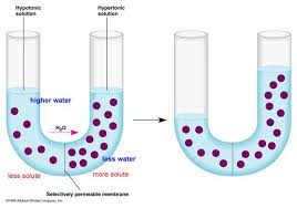 Hypertonic, isotonic, and hypotonic definition and examples. Unit 4 Flashcards Chegg Com