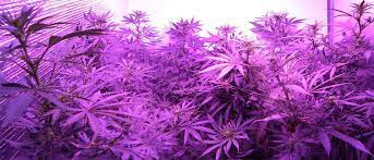 But, the most influential colors are red and blue. Which Led Grow Lights Are Best For Growing Cannabis Grow Weed Easy