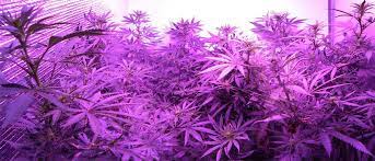 Best grow lights for flowering stage. Which Led Grow Lights Are Best For Growing Cannabis Grow Weed Easy
