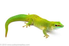 Giant Day Gecko Female Outback Reptiles