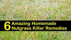 Choose from contactless same day delivery, drive up and more. 6 Amazing Homemade Nutgrass Killer Remedies