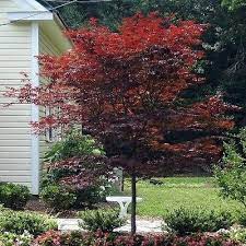 10 Bloodgood Japanese Maple Tree Seeds Under The Sun Seeds Maple Tree Landscape Japanese Maple Tree Maple Tree Seeds