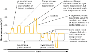 Communication Between Neurons Anatomy And Physiology I