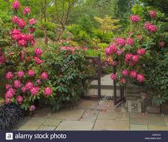Rhododendron President Roosevelt Evergreen Shrub With White And Red Flowers The Flowers Will Keep The Red A Backyard Design Evergreen Shrubs Private Garden