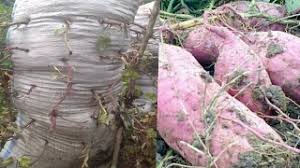 Penemuan baharu cara tanam ubi kayu: Cara Tanam Ubi Keledek Dalam Guni Resep Kuini