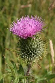 Veeldoornige Distel Carduus Acanthoides Foto Leen De Ruiter Distel