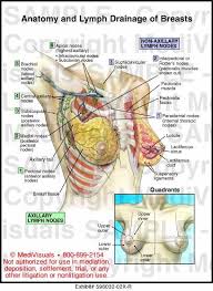 Medial quadrants of the breast. Anatomy And Lymph Drainage Of Breasts Medical Illustration
