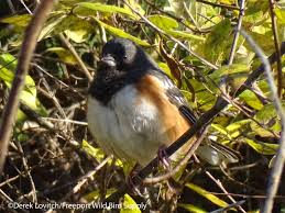 Prairie Warbler | Maine Birding Field Notes