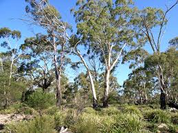Shake the seed pod and listen for a rattling sound, which indicates that the seeds have fully dried out. Eucalyptus Viminalis Wikipedia
