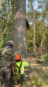Our over 25 years of experience ensuring every job is done safely and efficiently makes us your preferred tree service emergency 24/7 tree service and storm cleanup. Noe Tree Service Inicio Facebook