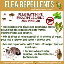 Many homeowners choose to book preventative exterior pest control. 36 Fleas And Ticks Ideas Flea And Tick Fleas Ticks