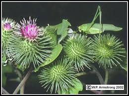 The brush should be the only thing making contact with the burrs themselves. Cockleburs