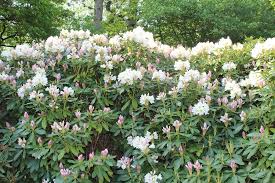 Dabei dauert die farbenfrohe flor mancher sträucher bis in den sommer, ja sogar bis in den herbst. Weiss Und Weiss Rosa Bluhende Rhododendren Garten Wissen