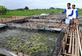 We did not find results for: Budidaya Ikan Lele Di Rumah Bisa Jadi Solusi Memulai Bisnis Kecil Keuntungannya Sangat Menjanjikan Rumah123 Com