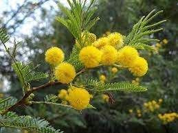 65 likes · 33 talking about this. Yellow Pom Poms Of Acacia Karroo Gardening In Africa Plants Flowering Trees Planting Flowers