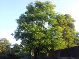 Image result for Albizia procera