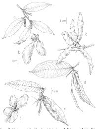 Image result for Landolphia letestui