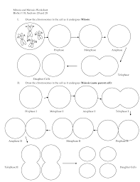 Worksheets On Meiosis Biology Worksheet Mitosis Teaching Biology