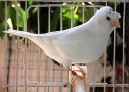 Birds For Sale In Florida Best Russian Singer Canaries In The Us In Miami Florida Hoobly Classifieds Canary Birds Canary Pet Birds