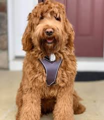 All discounts must be requested and processed before the puppy adoption is completed on adoption day. Best Labradoodle Breeders In New Jersey Nj Top 5 We Love Doodles
