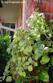 Image result for Coleus hadiensis