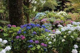 For a garden that explodes with color, you can't miss with hydrangeas. Do Hydrangeas Feed The Bees Green Garden Buzz