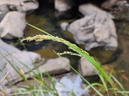 Image result for Panicum subalbidum
