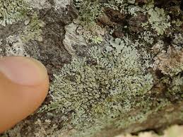 Image result for Pycreus sulcinux