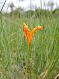 Image result for Platycoryne pervillei