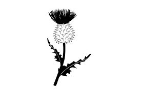 Download Realistic Thistle Svg Cut File By Creative Fabrica Crafts Creative Fabrica SVG Cut Files