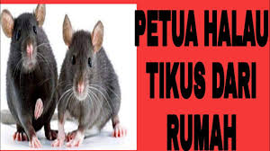 Petua menghalau tikus di rumah anda. Petua Menghalau Tikus Sirap Ais Youtube