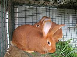 Temptation Thy Name Is New Zealand Reds Raising Rabbits New Zealand Rabbits Rabbit