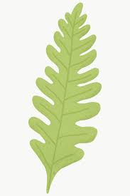 Green Oak Leaf Design Element Transparent Png Free Image By Rawpixel Com Aum