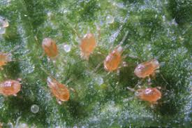 Image result for spotted spider mite