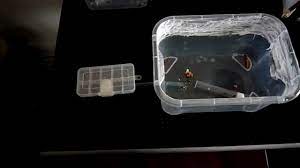 Diy Ant Farm Formicarium Cheap And Easy To Build Formicarium Ants Ant Farms