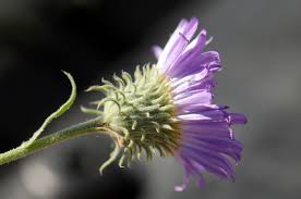 Image result for Thomandersiaceae