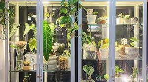 In this video i talk about my ikea cabinet and how i use it as a greenhouse for my indoor plants! Episode 166 Ikea Greenhouse Cabinets Jane Perrone