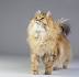 Siberian Cat Breed Information, Pictures, Characteristics ...