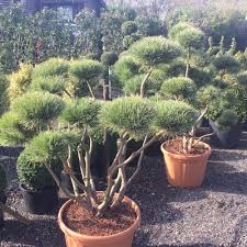 Pom pom real topiary trees. Topiary Clouds Topiary Pom Poms Crown Topiary Topiary Trees Uk London