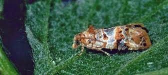 Image result for Lobesia botrana grapevine